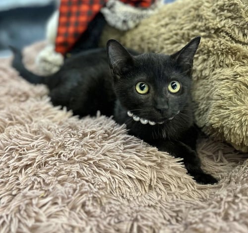 CLARICE BABY - Domestic Short Hair available for adoption