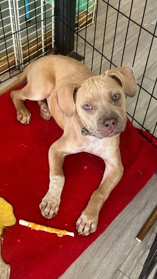 AMARETTO - Bulldog for adoption in Sunrise