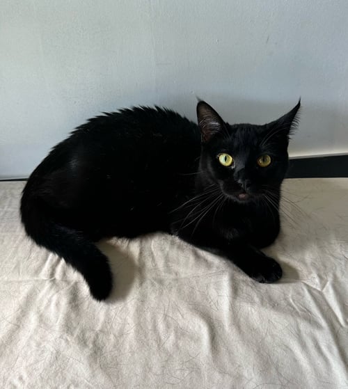 NALARY - Domestic Short Hair available for adoption