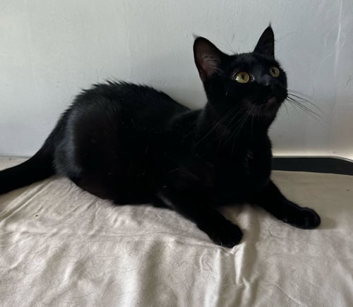 NALARY - Domestic Short Hair available for adoption