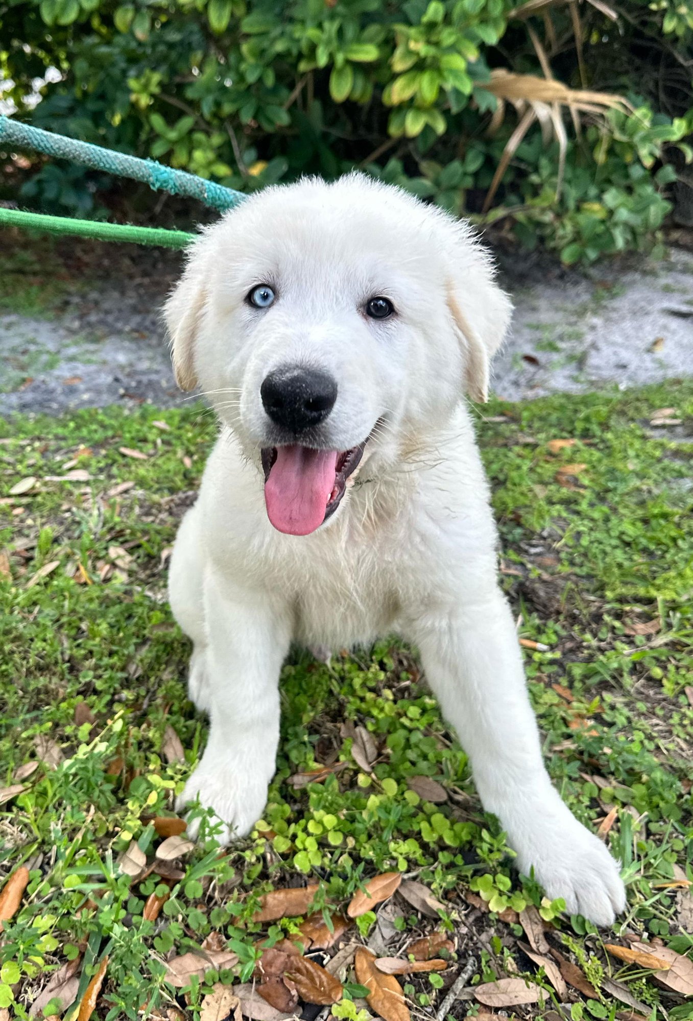 BANANA - Great Pyrenees available for adoption