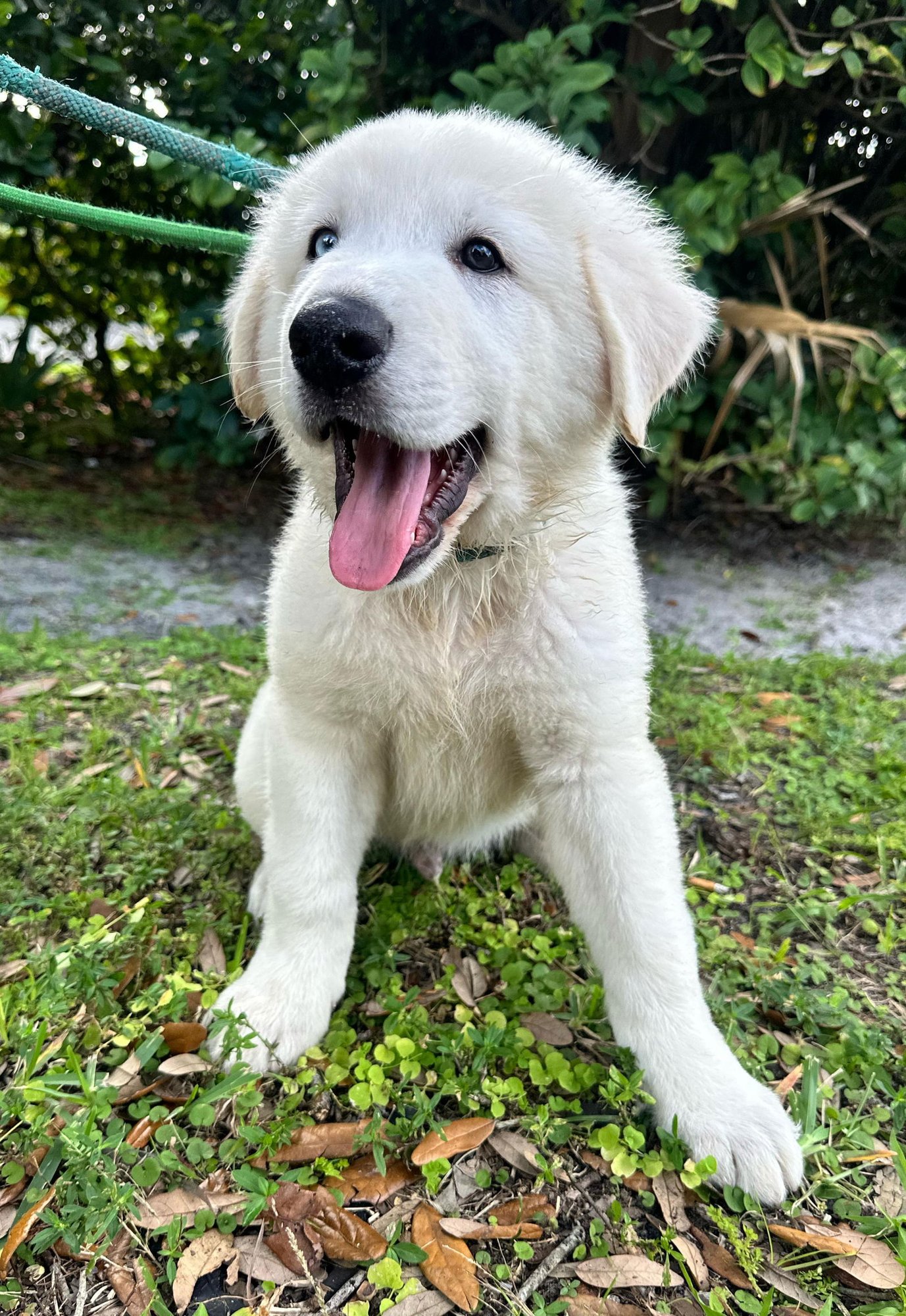BANANA - Great Pyrenees available for adoption