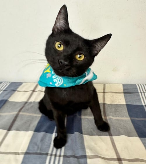 TODD - Domestic Short Hair available for adoption