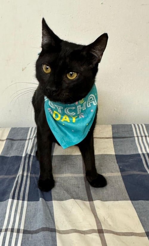 TODD - Domestic Short Hair available for adoption