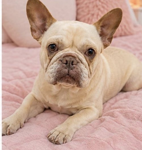SNOW - French Bulldog available for adoption