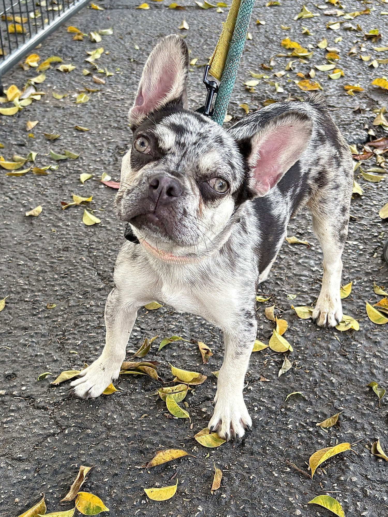 JOHN - French Bulldog available for adoption