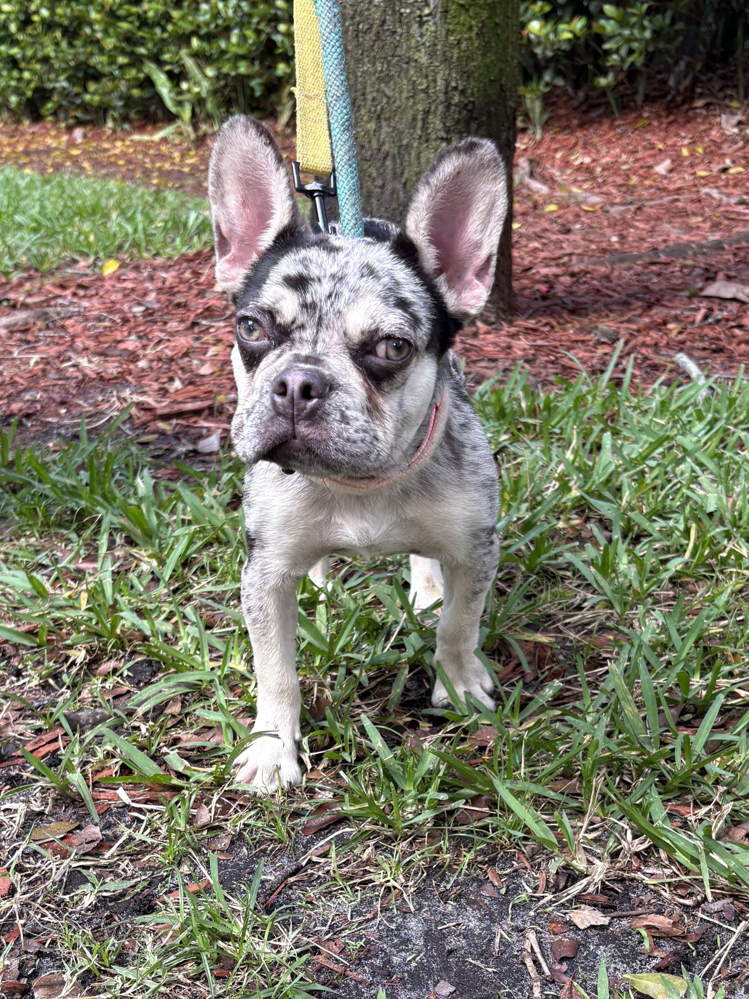 JOHN - French Bulldog available for adoption