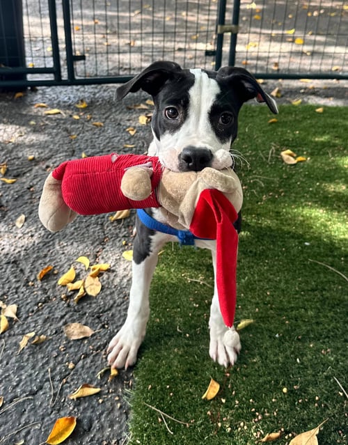JOHN - Terrier for adoption in Sunrise