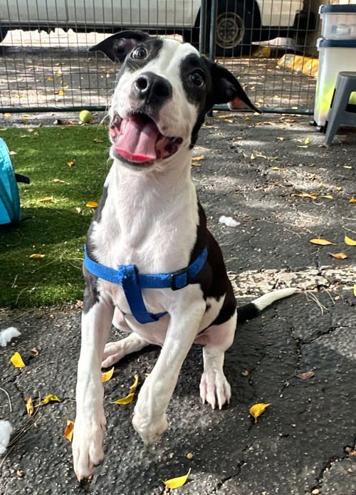 JOHN - Terrier available for adoption