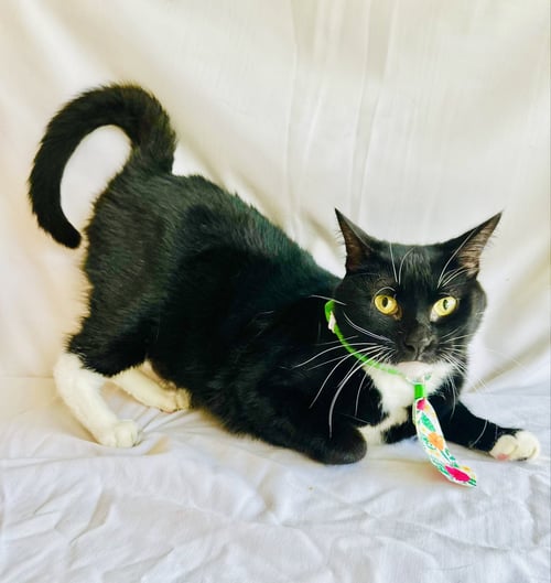 BAXTER - Domestic Short Hair available for adoption