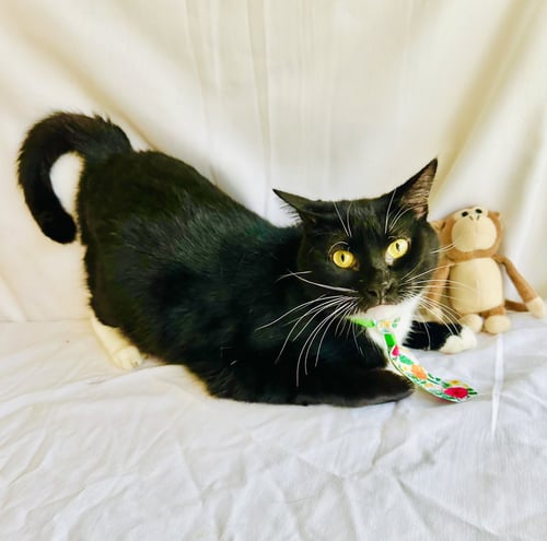 BAXTER - Domestic Short Hair available for adoption