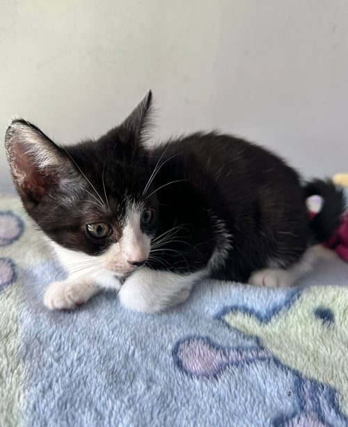 MUSA - Domestic Short Hair available for adoption