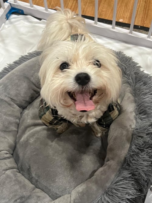FLUFFY - Shih Tzu available for adoption