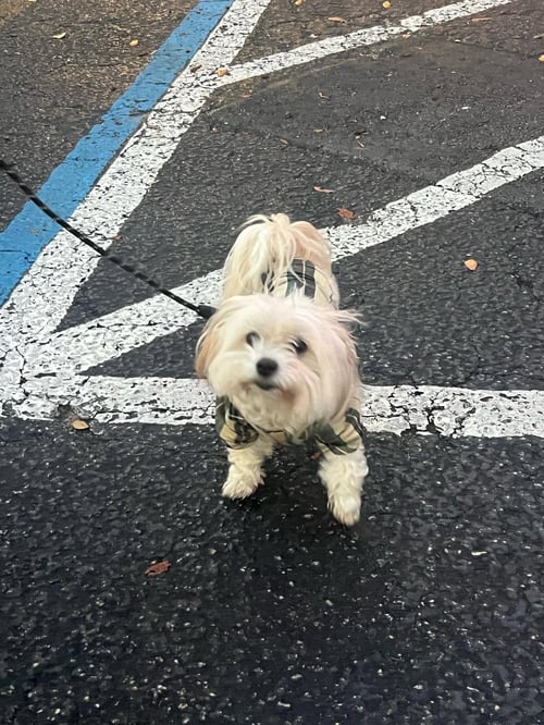 FLUFFY - Shih Tzu available for adoption