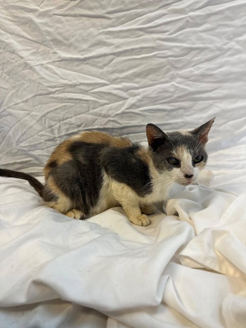 HONEYBUTTER - Calico available for adoption