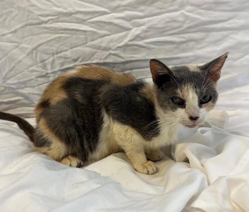 HONEYBUTTER - Calico available for adoption