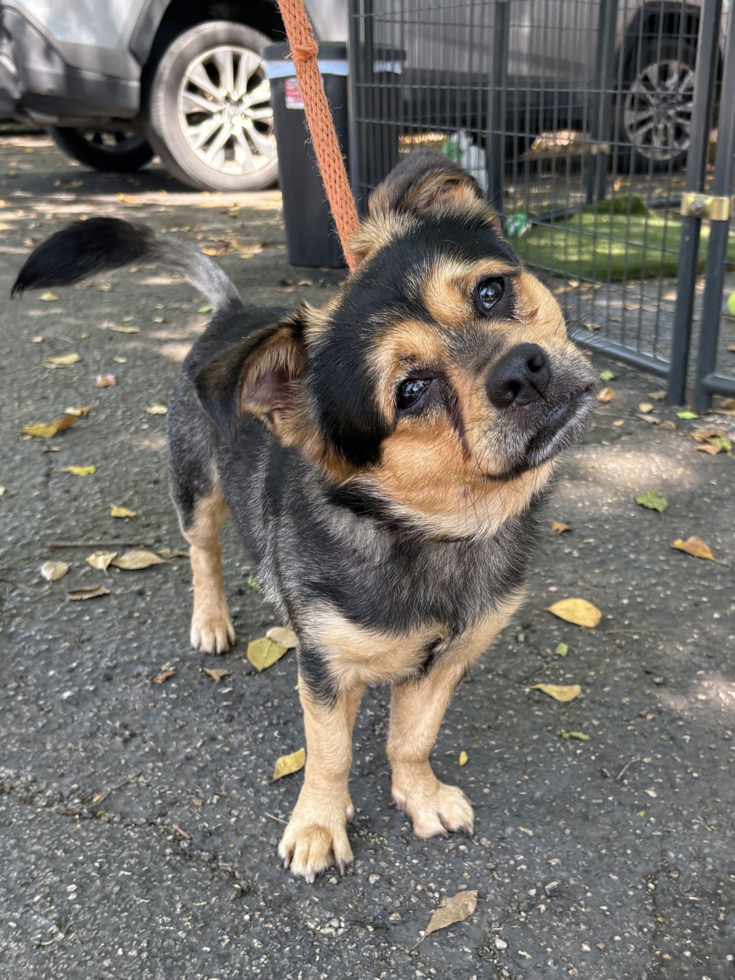 TEBOO - Terrier available for adoption