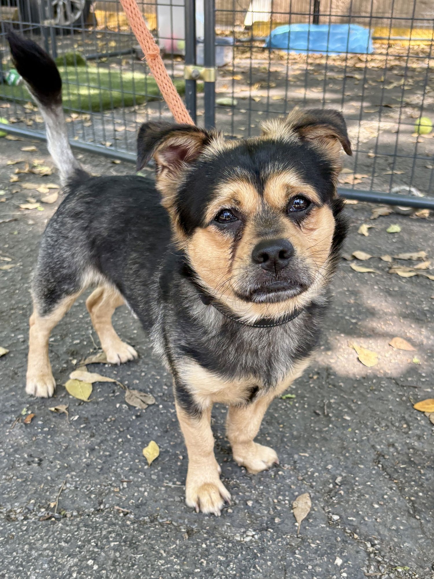 TEBOO - Terrier available for adoption