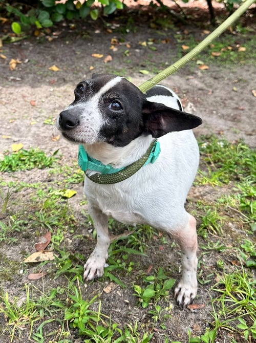 MARCUS - Chihuahua available for adoption