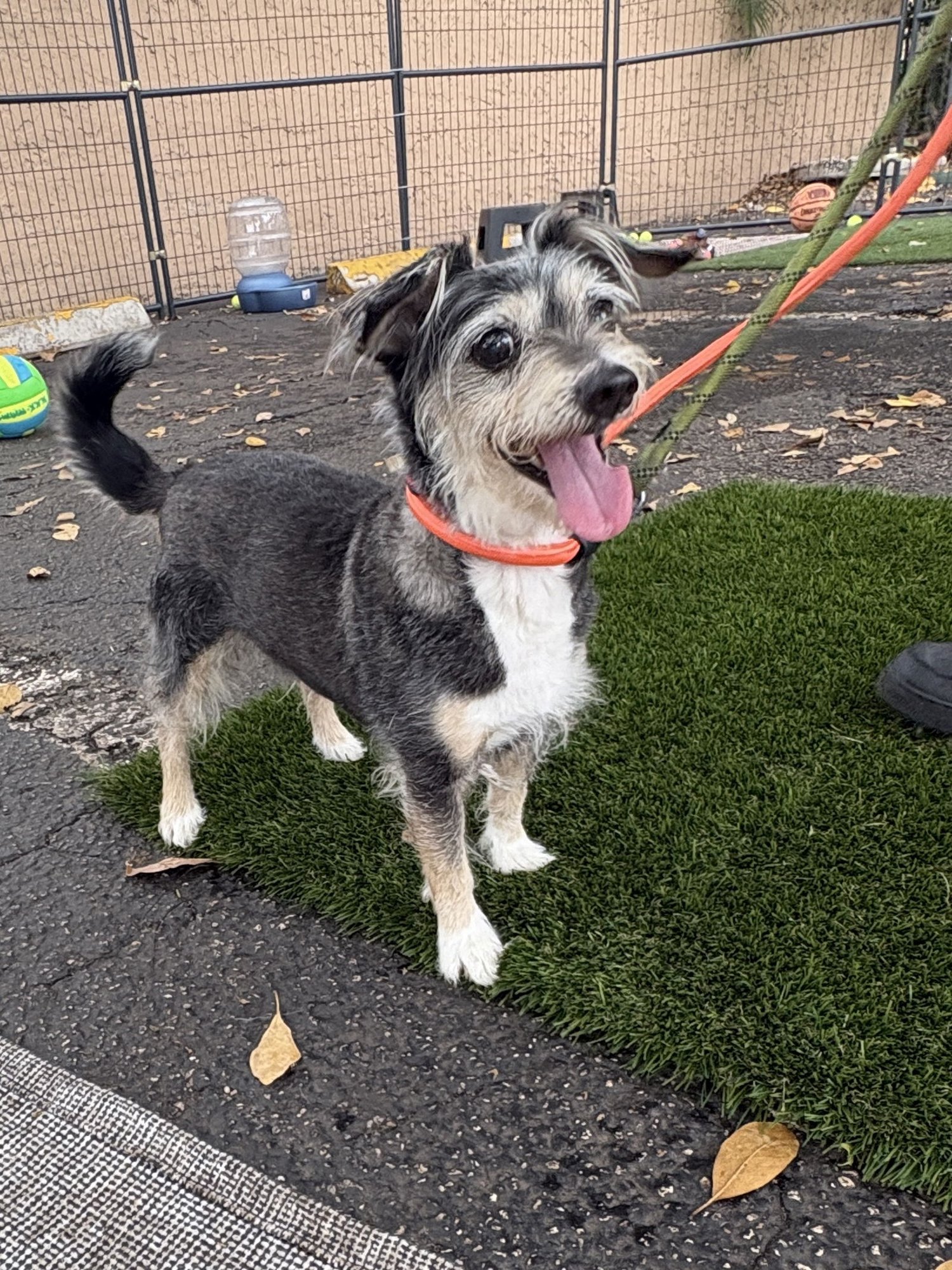 NANCY - Yorkshire Terrier Yorkie available for adoption