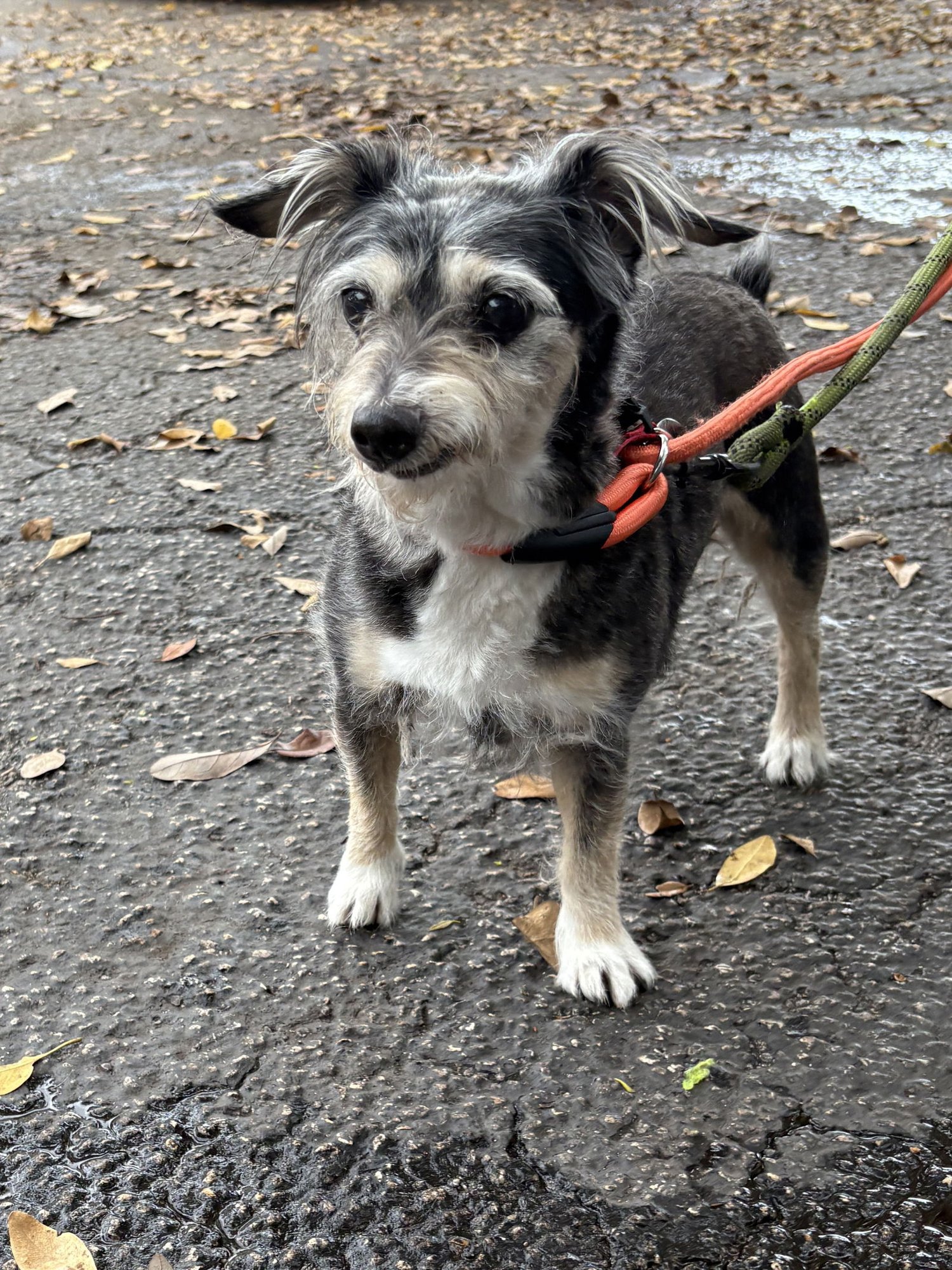 NANCY - Yorkshire Terrier Yorkie available for adoption