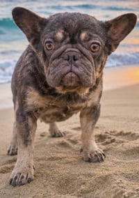 COCO - Photo 3