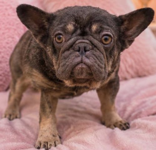 COCO - French Bulldog available for adoption