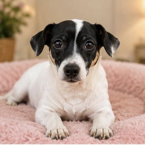 LYLY - Chihuahua available for adoption
