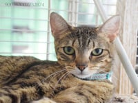 CLEO - Photo 4
