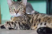 CLEO - Photo 1