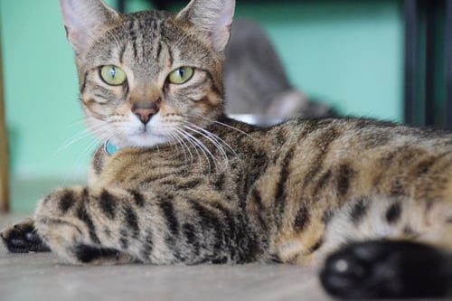 CLEO - Tabby available for adoption
