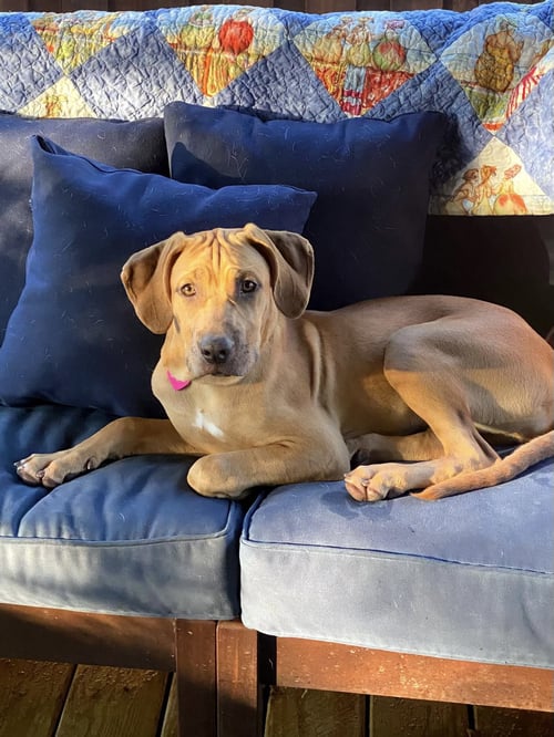 BELLA - Hound available for adoption
