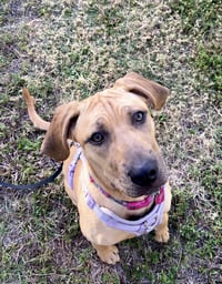 bella - Photo 3