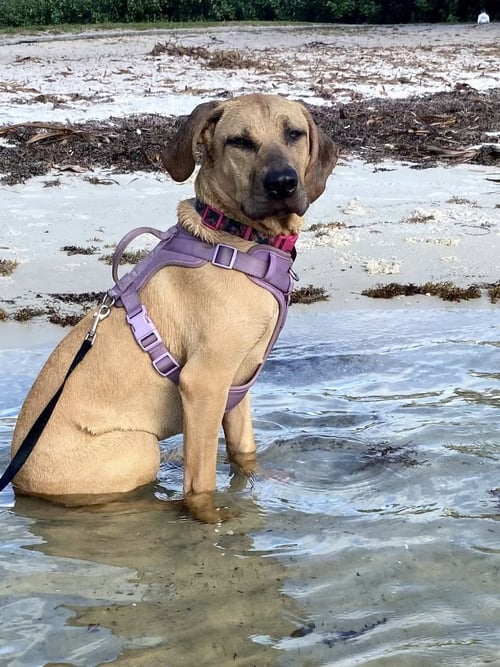 BELLA - Hound available for adoption