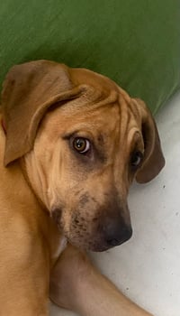 bella - Photo 4