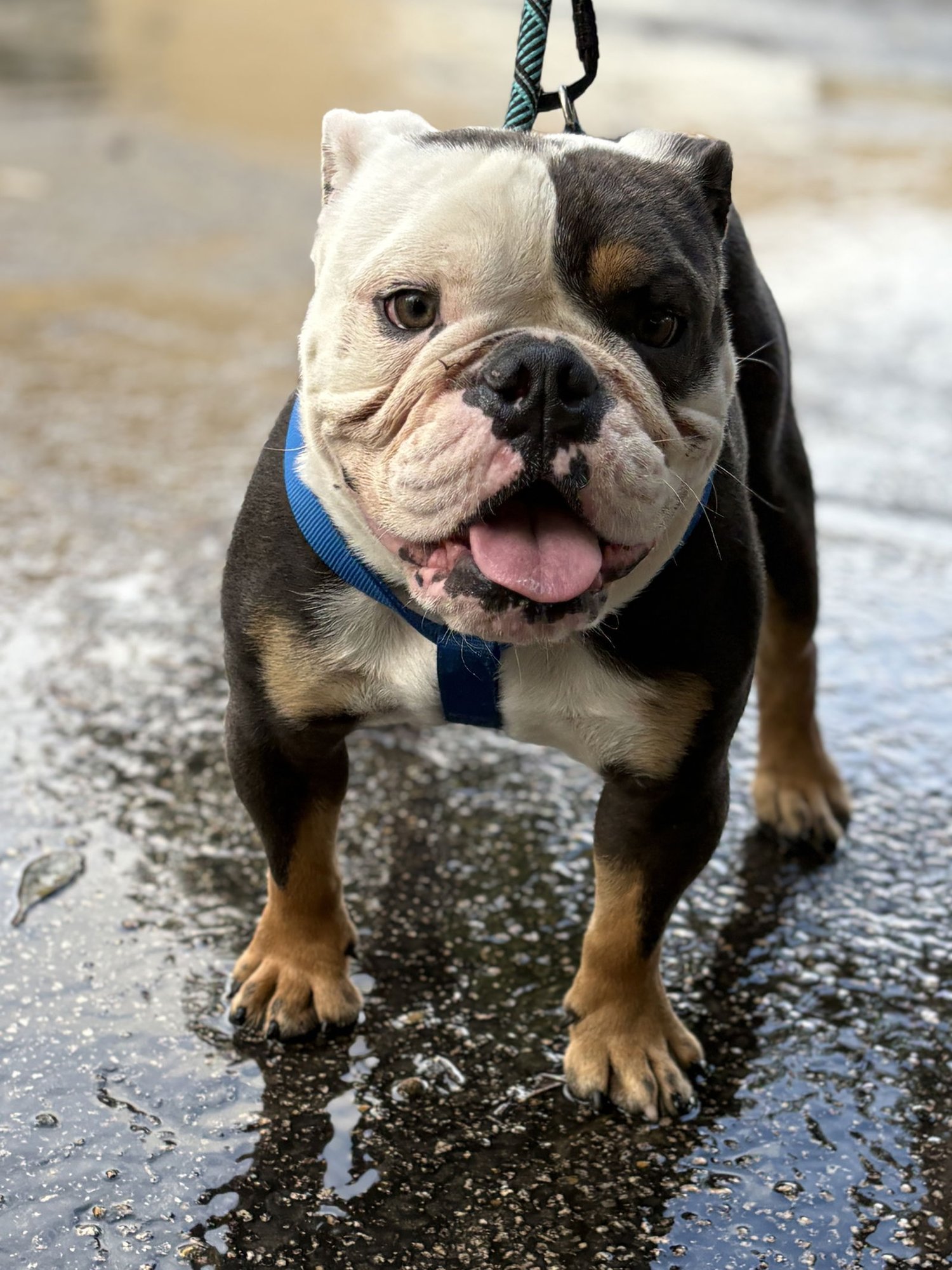 MR TOFFEE - English Bulldog available for adoption