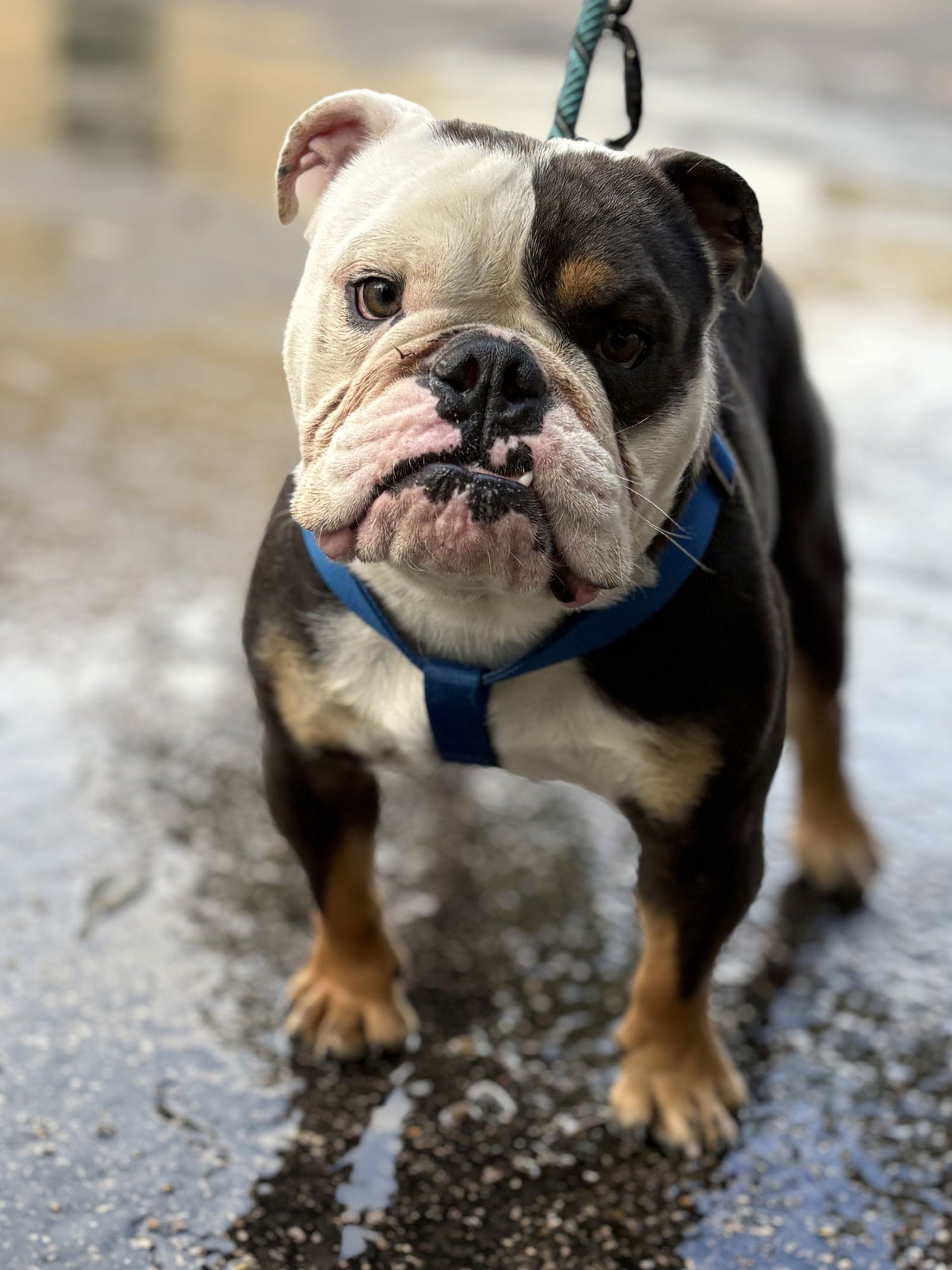 MR TOFFEE - English Bulldog available for adoption