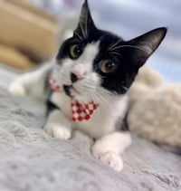 Kitzo - Photo 1