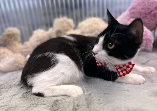 KITZO - Domestic Short Hair available for adoption