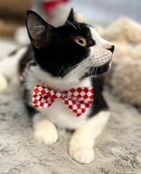 Kitzo - Photo 4