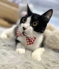 Kitzo - Photo 3