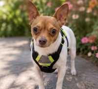 PEANUT - Photo 3