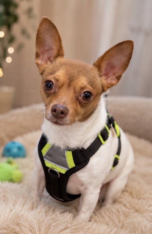 PEANUT - Chihuahua available for adoption