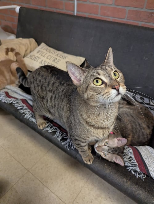 SUN - Domestic Short Hair available for adoption