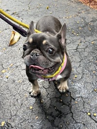 brownie - Photo 2