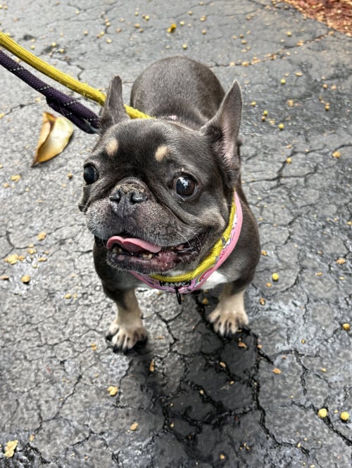 BROWNIE - French Bulldog available for adoption
