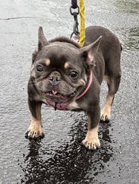 brownie - Photo 3
