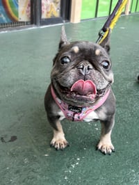 brownie - Photo 5