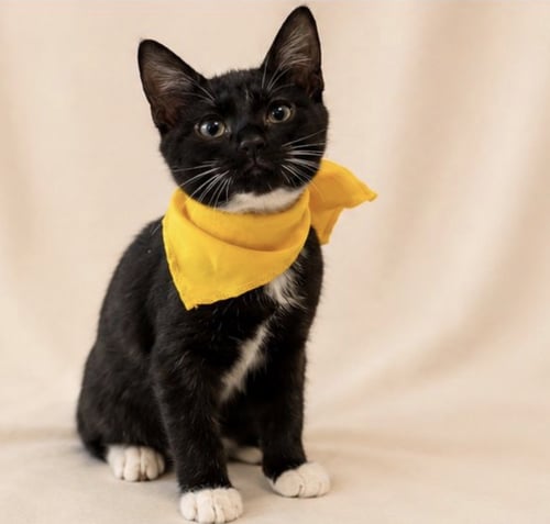 TOX - Tuxedo available for adoption