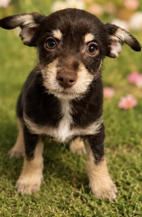 LULU - Terrier available for adoption